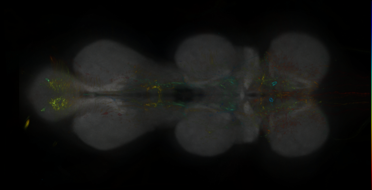 P{GMR19C07-lexA} expression pattern