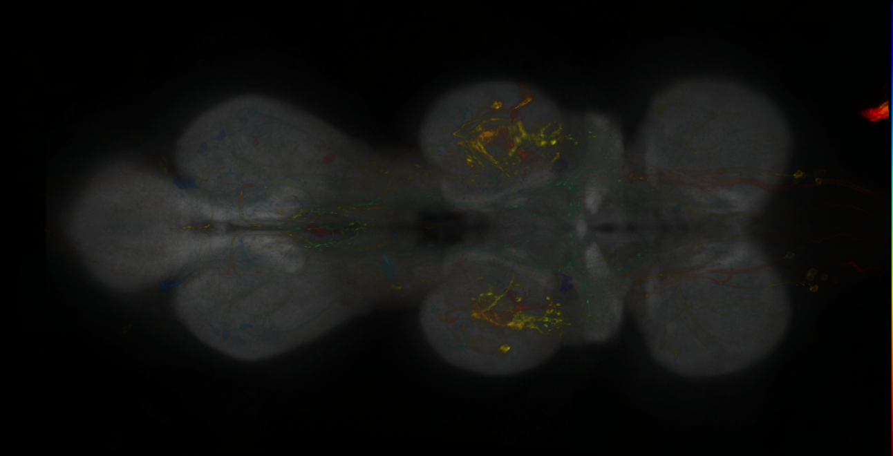 P{GMR19F01-lexA} expression pattern
