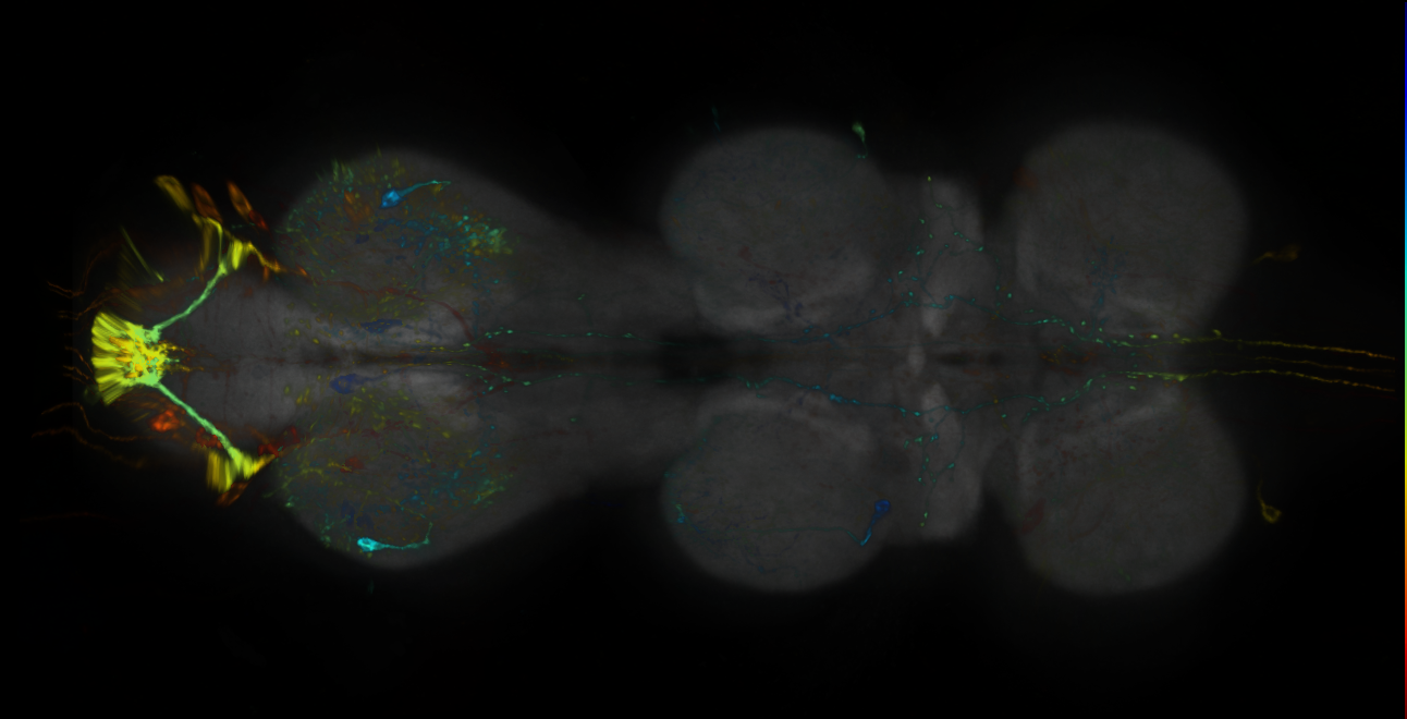 P{GMR19G01-lexA} expression pattern