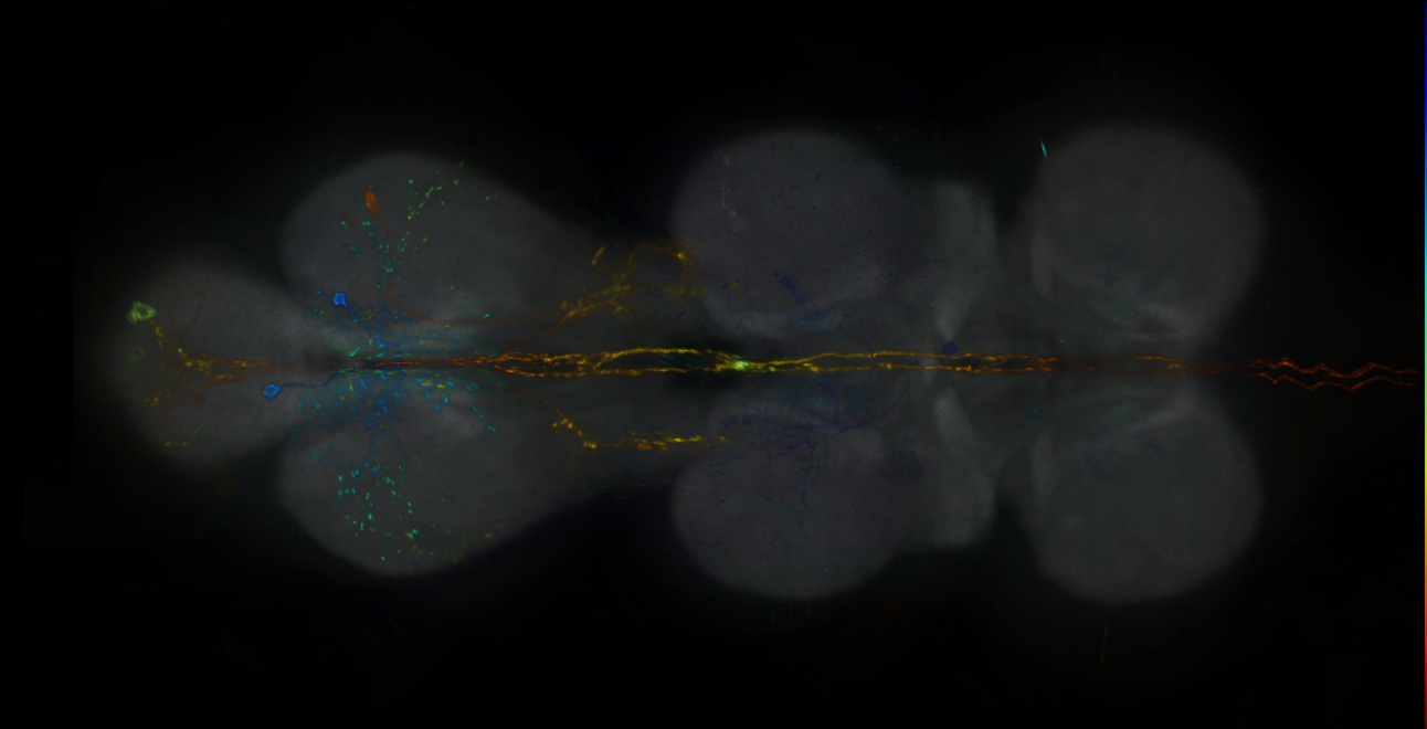 P{GMR19G03-lexA} expression pattern