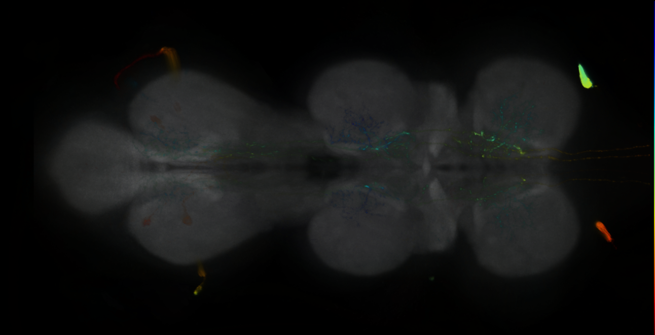 P{GMR20E02-lexA} expression pattern