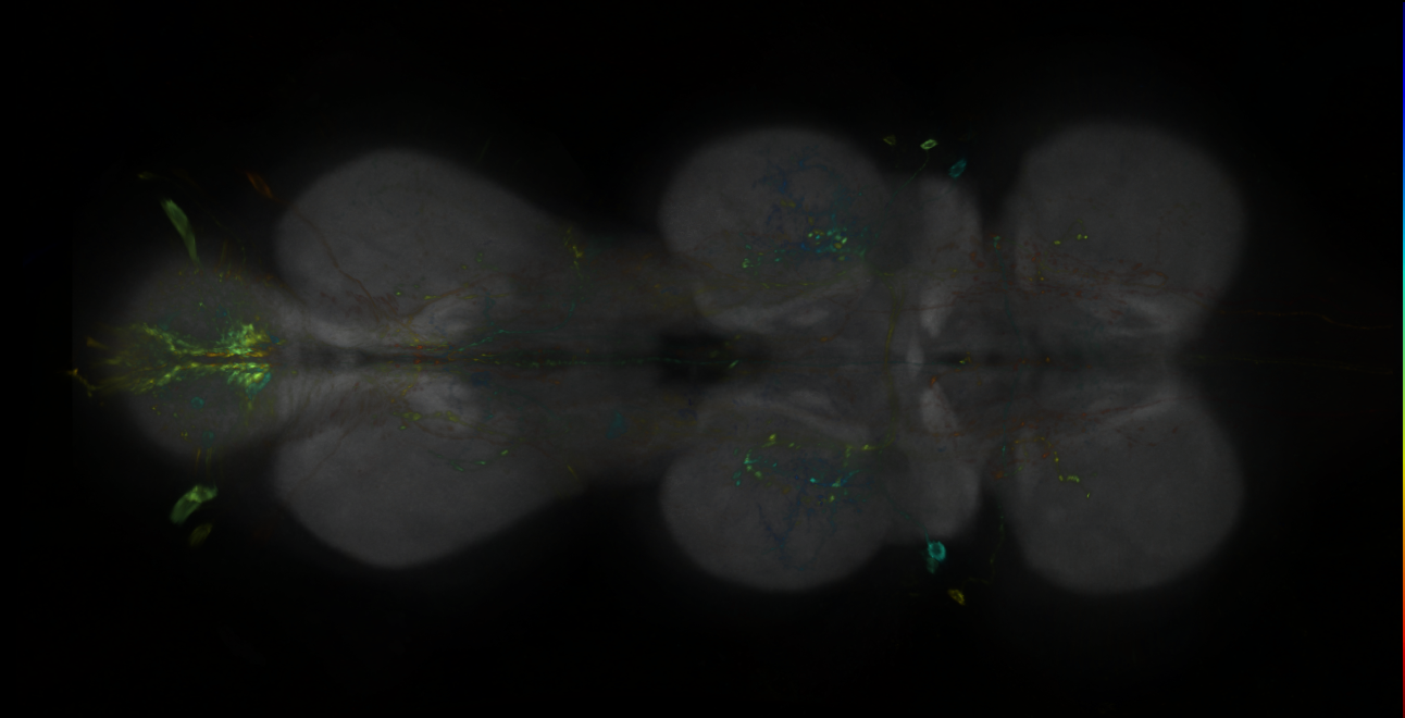 P{GMR20G03-lexA} expression pattern