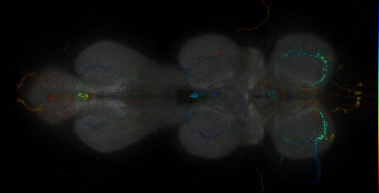 P{GMR21A05-lexA} expression pattern