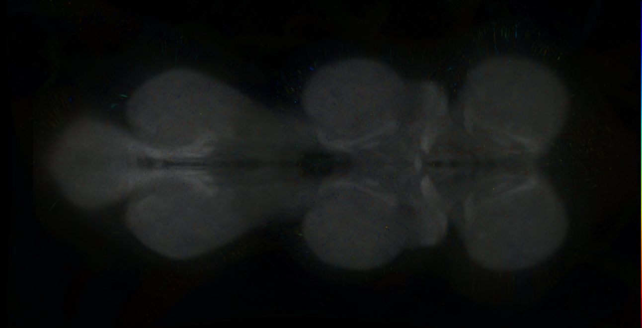 P{GMR21B05-lexA} expression pattern