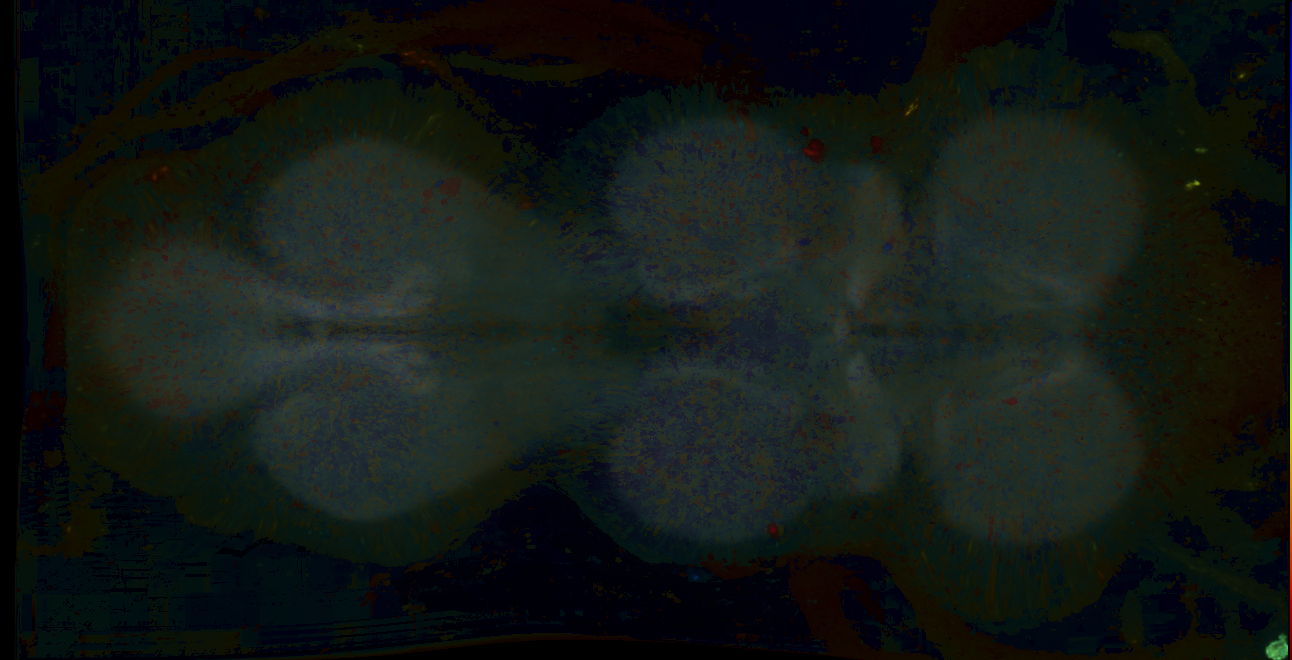 P{GMR21F09-lexA} expression pattern