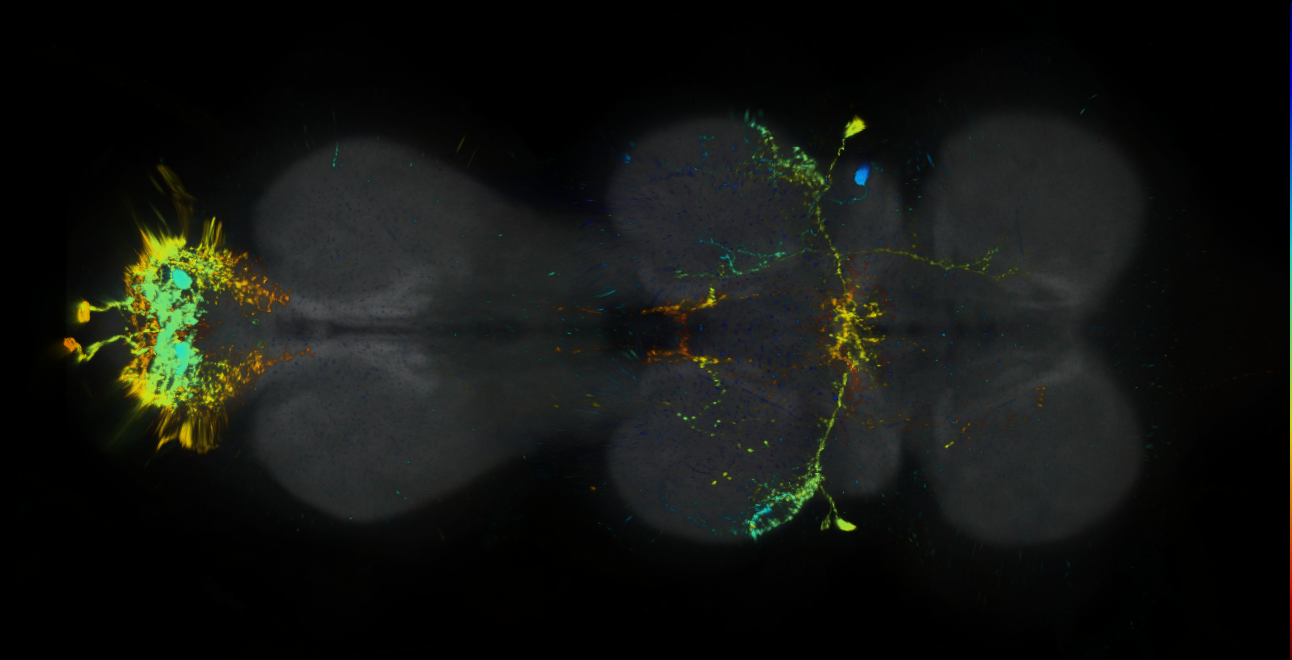 P{GMR22C02-lexA} expression pattern