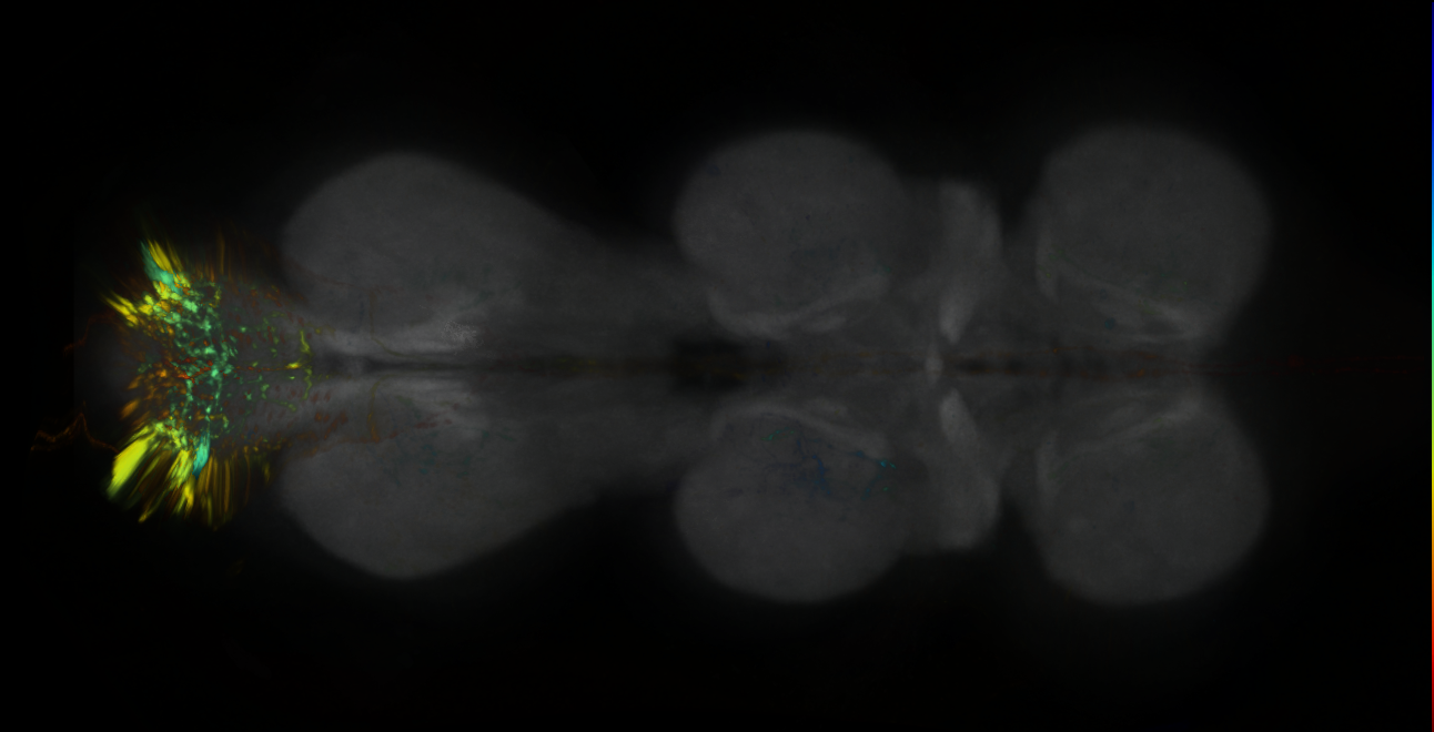 P{GMR22D08-lexA} expression pattern