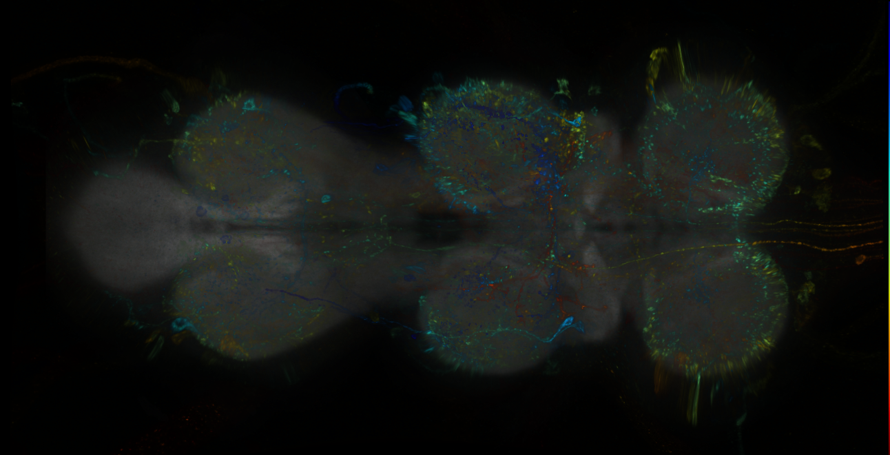 P{GMR23D12-lexA} expression pattern