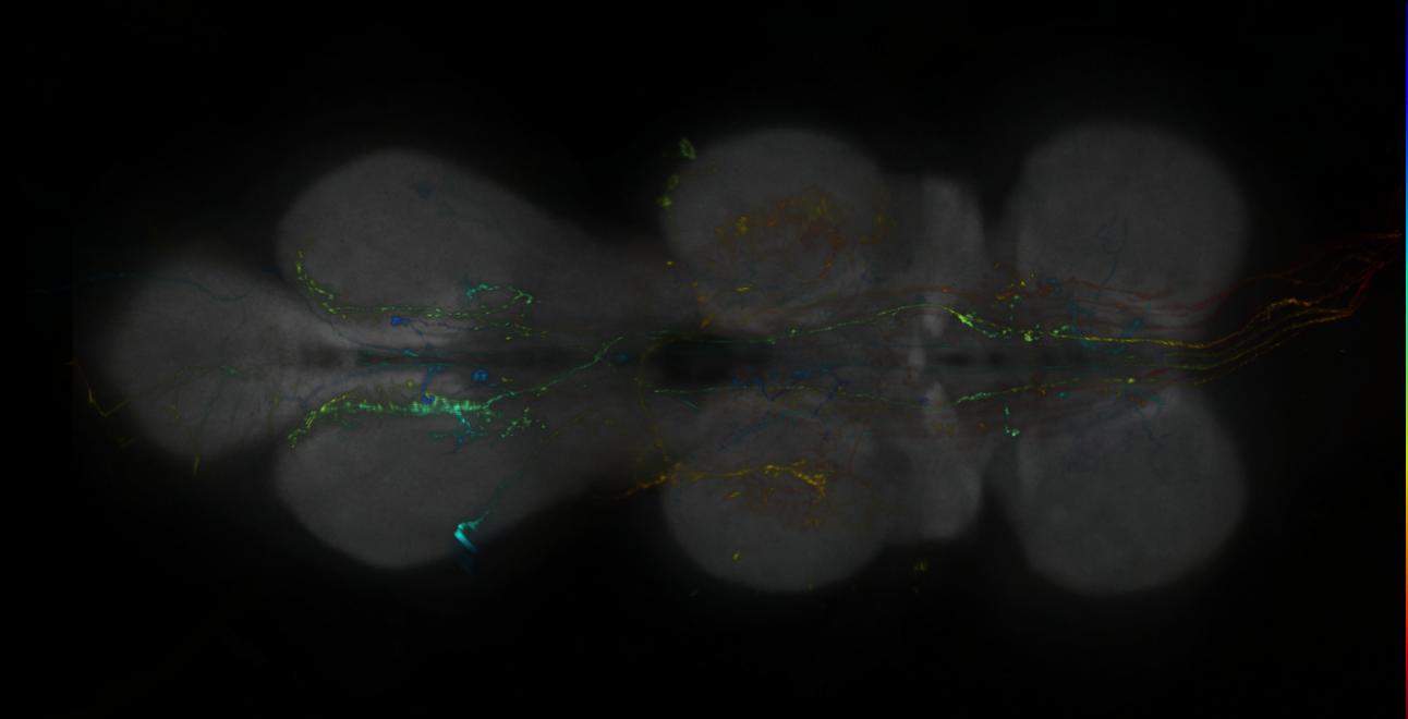 P{GMR24A03-lexA} expression pattern