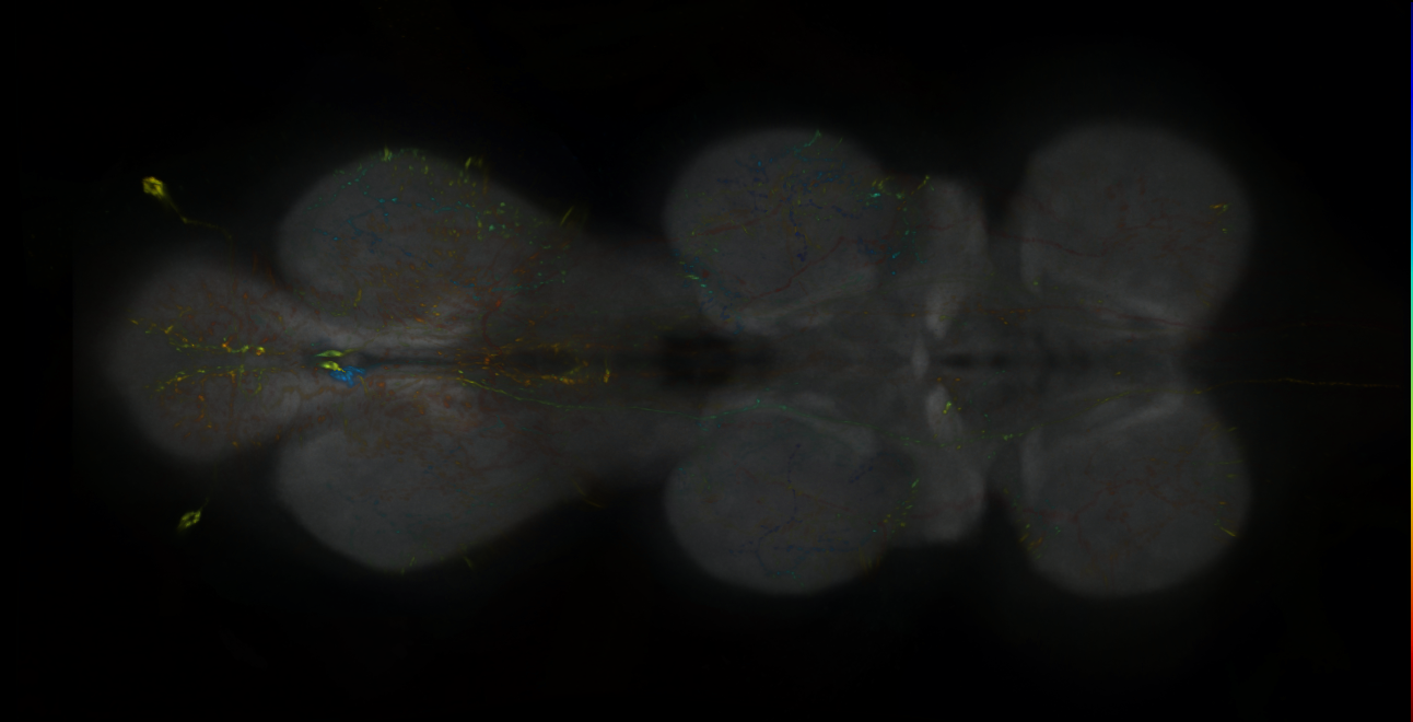 P{GMR24A05-lexA} expression pattern