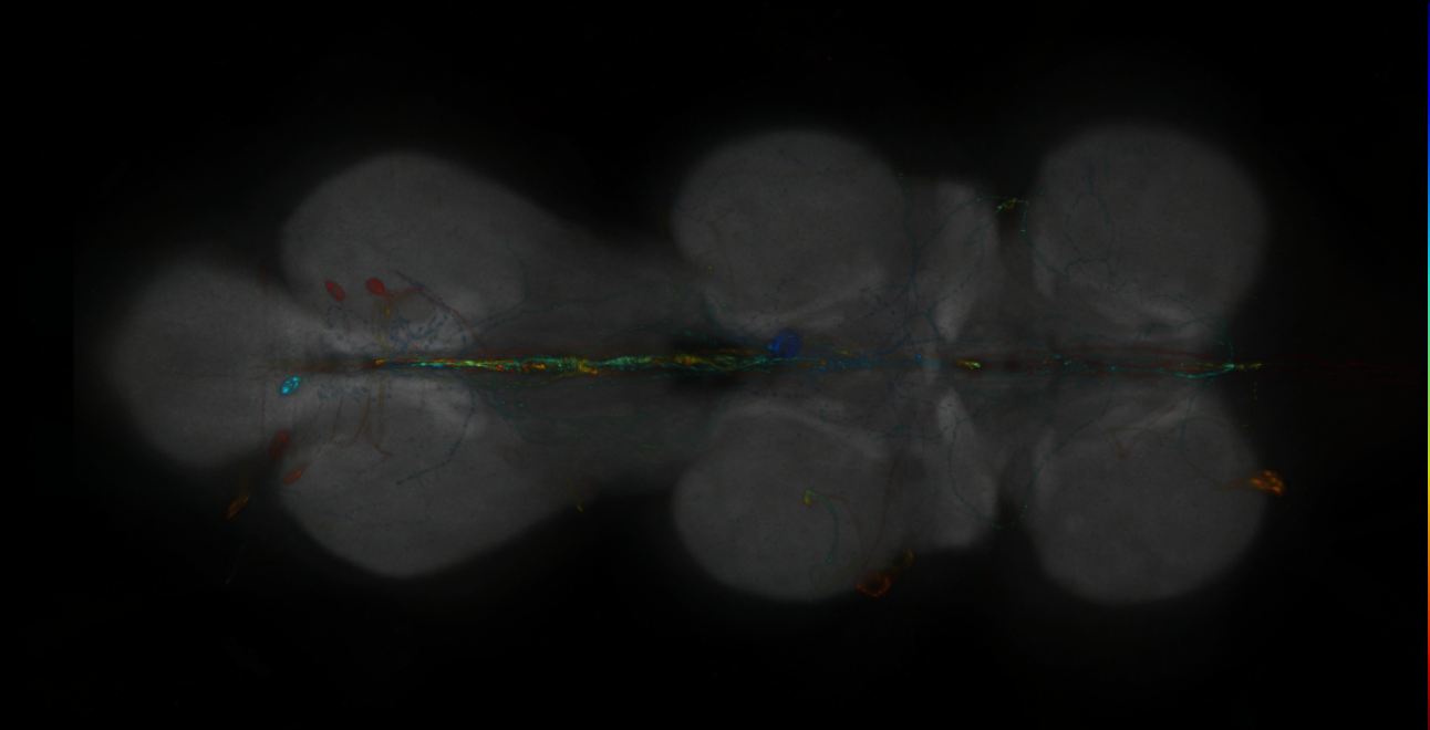P{GMR24B02-lexA} expression pattern