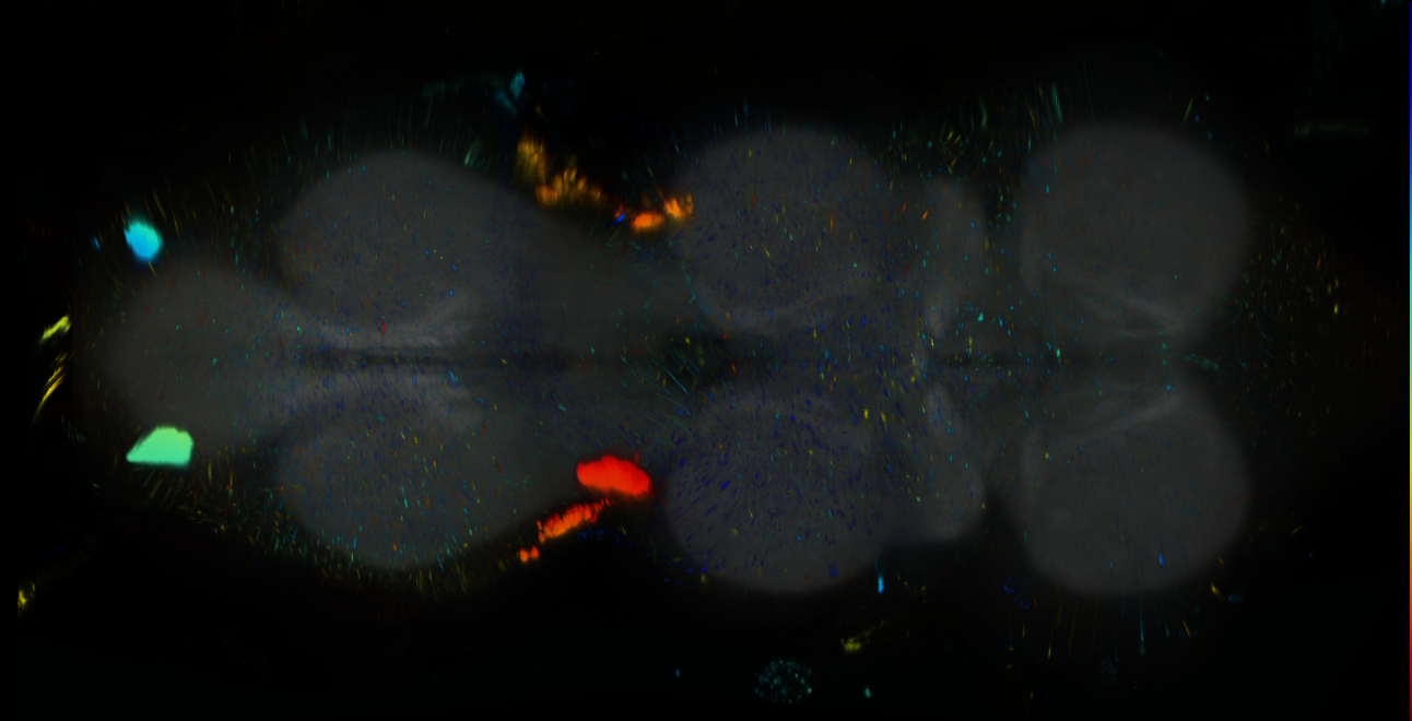 P{GMR24D09-lexA} expression pattern