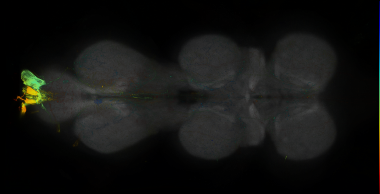 P{GMR24F02-lexA} expression pattern