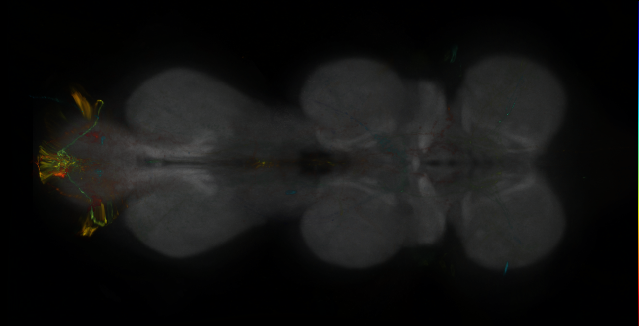 P{GMR24F08-lexA} expression pattern