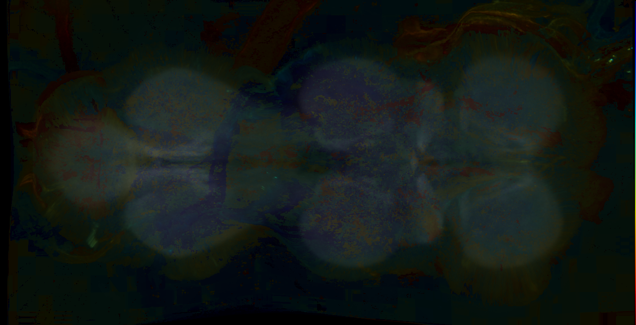 P{GMR24F09-lexA} expression pattern