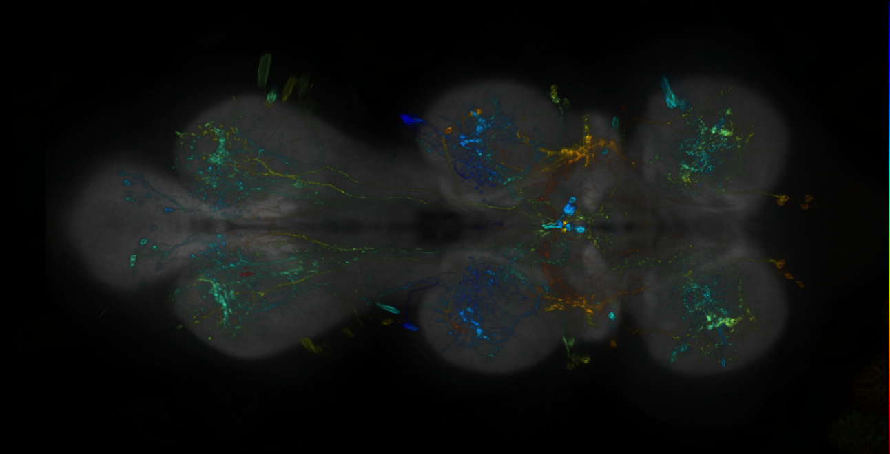 P{GMR24G01-lexA} expression pattern