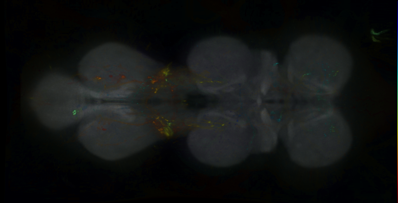 P{GMR25G10-lexA} expression pattern