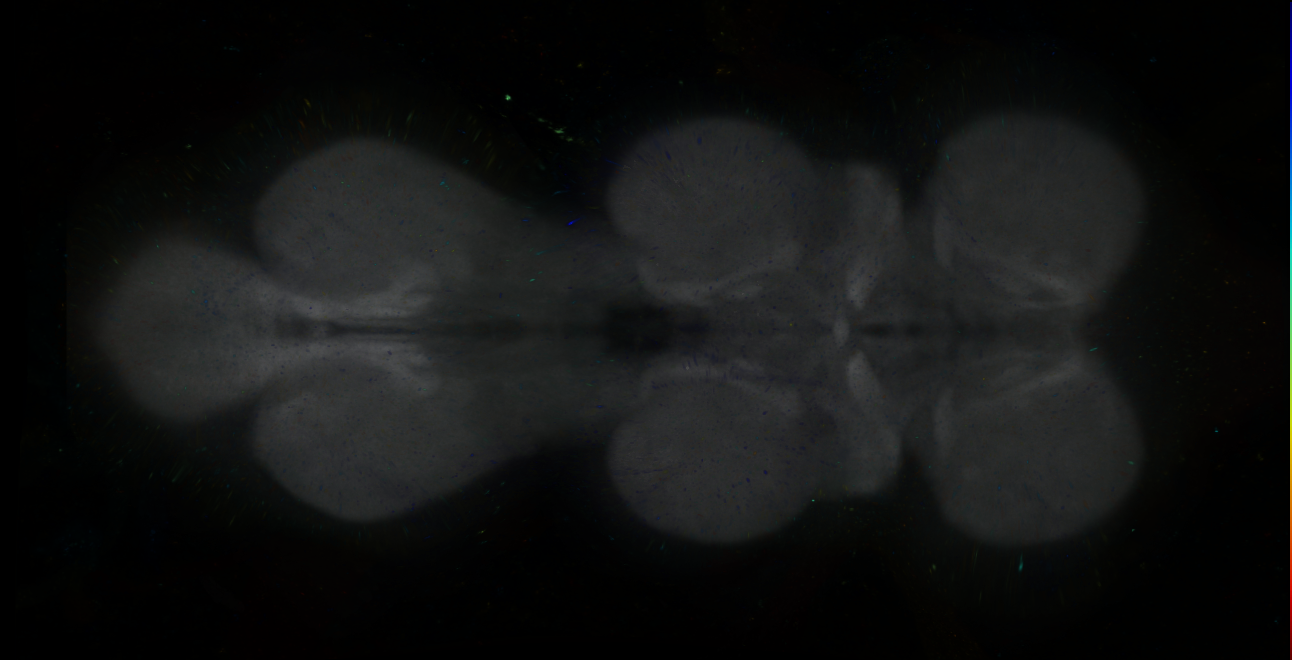 P{GMR26D12-lexA} expression pattern