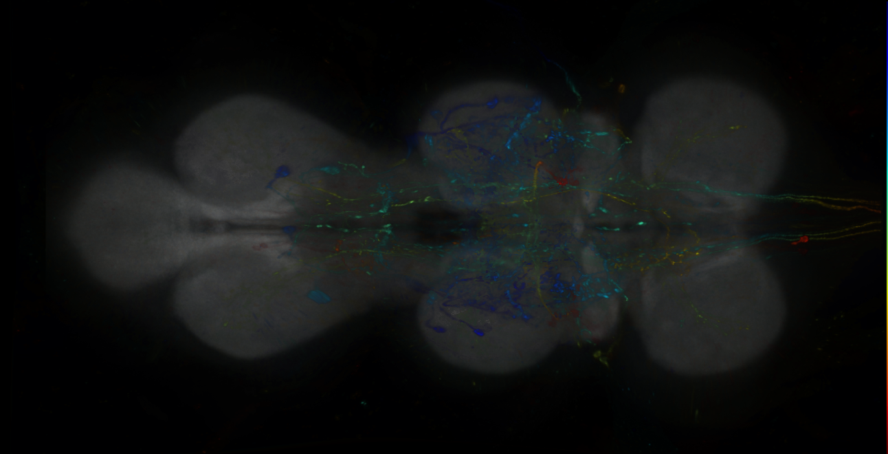 P{GMR26E12-lexA} expression pattern