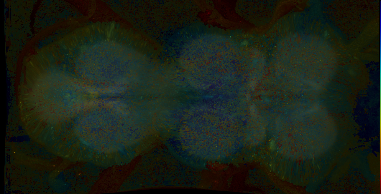 P{GMR30E03-lexA} expression pattern