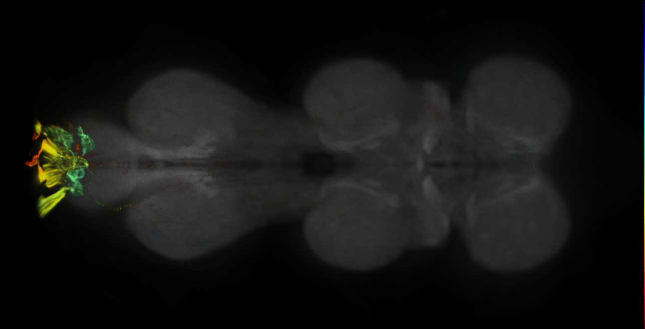 P{GMR32B12-lexA} expression pattern