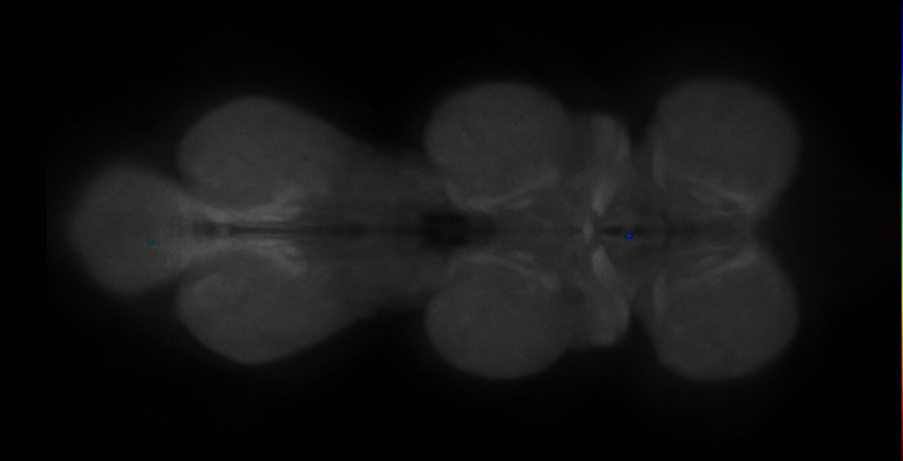P{GMR34D12-lexA} expression pattern
