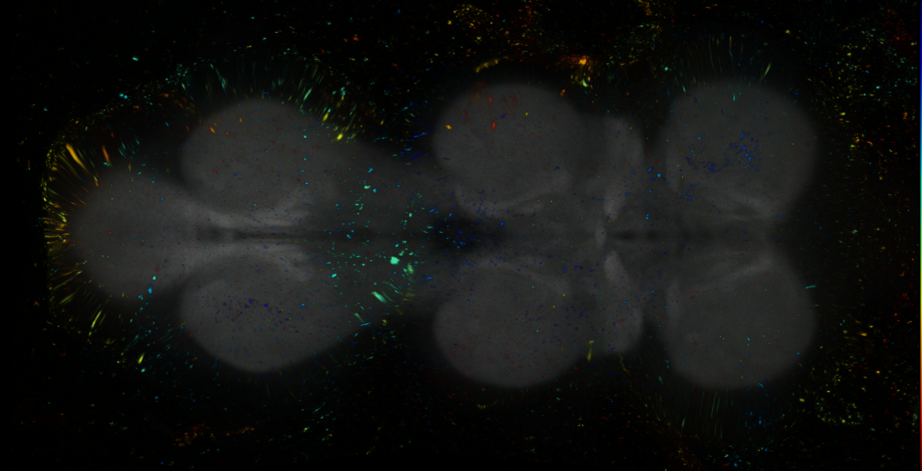P{GMR37D04-lexA} expression pattern