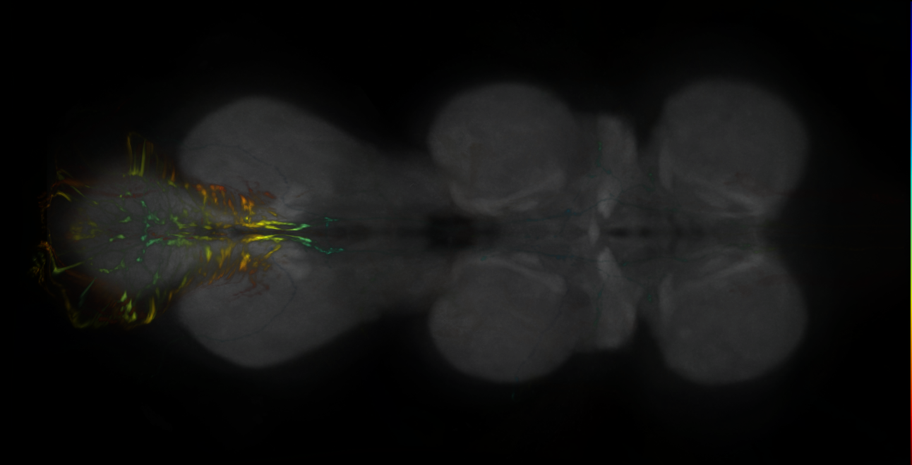 P{GMR38A10-lexA} expression pattern
