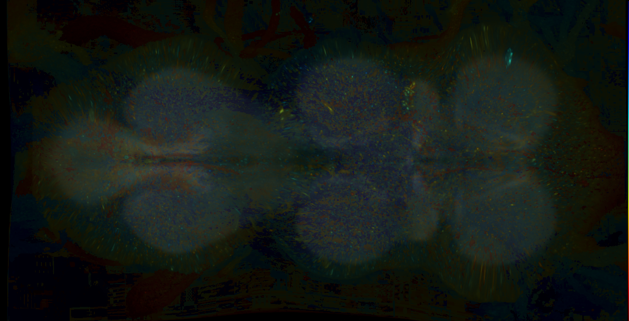 P{GMR38G11-lexA} expression pattern