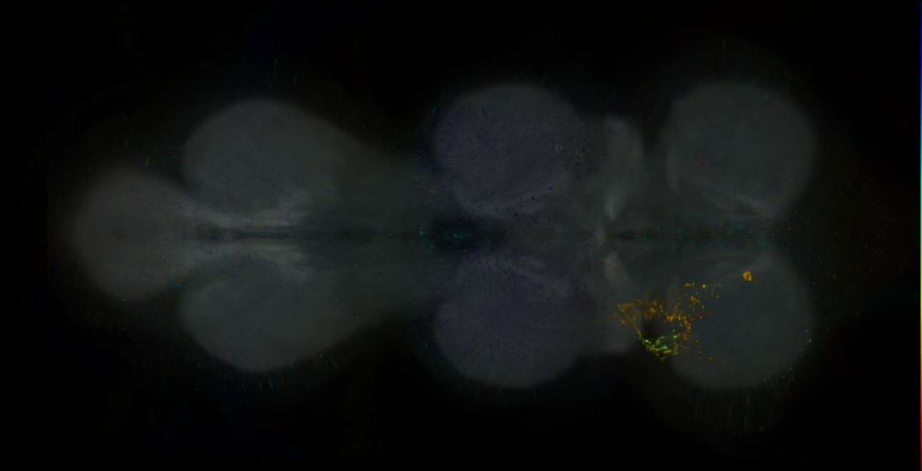 P{GMR41D02-lexA} expression pattern