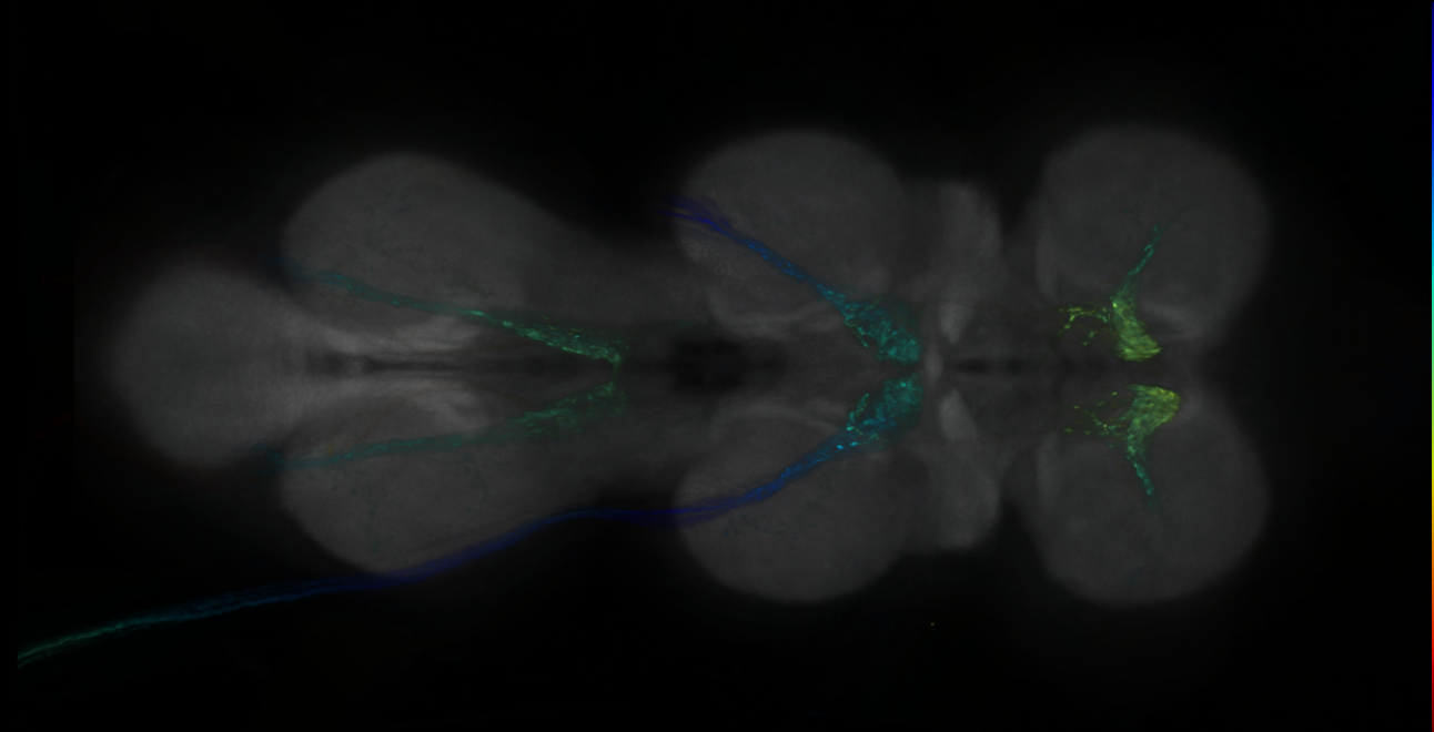 P{GMR46H11-lexA} expression pattern