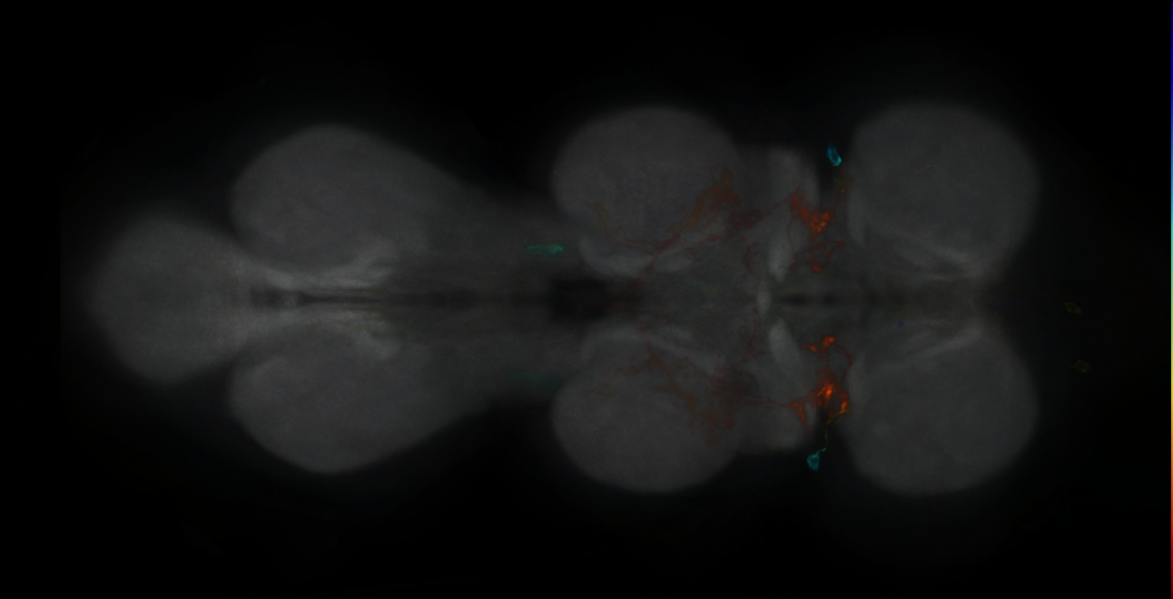 P{GMR47H04-lexA} expression pattern