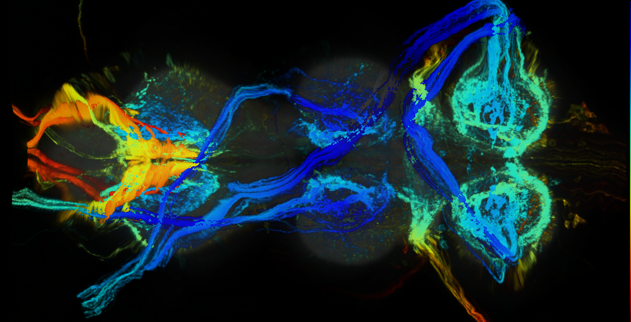 P{GMR48D03-lexA} expression pattern