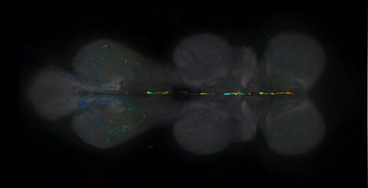 P{GMR50C12-lexA} expression pattern