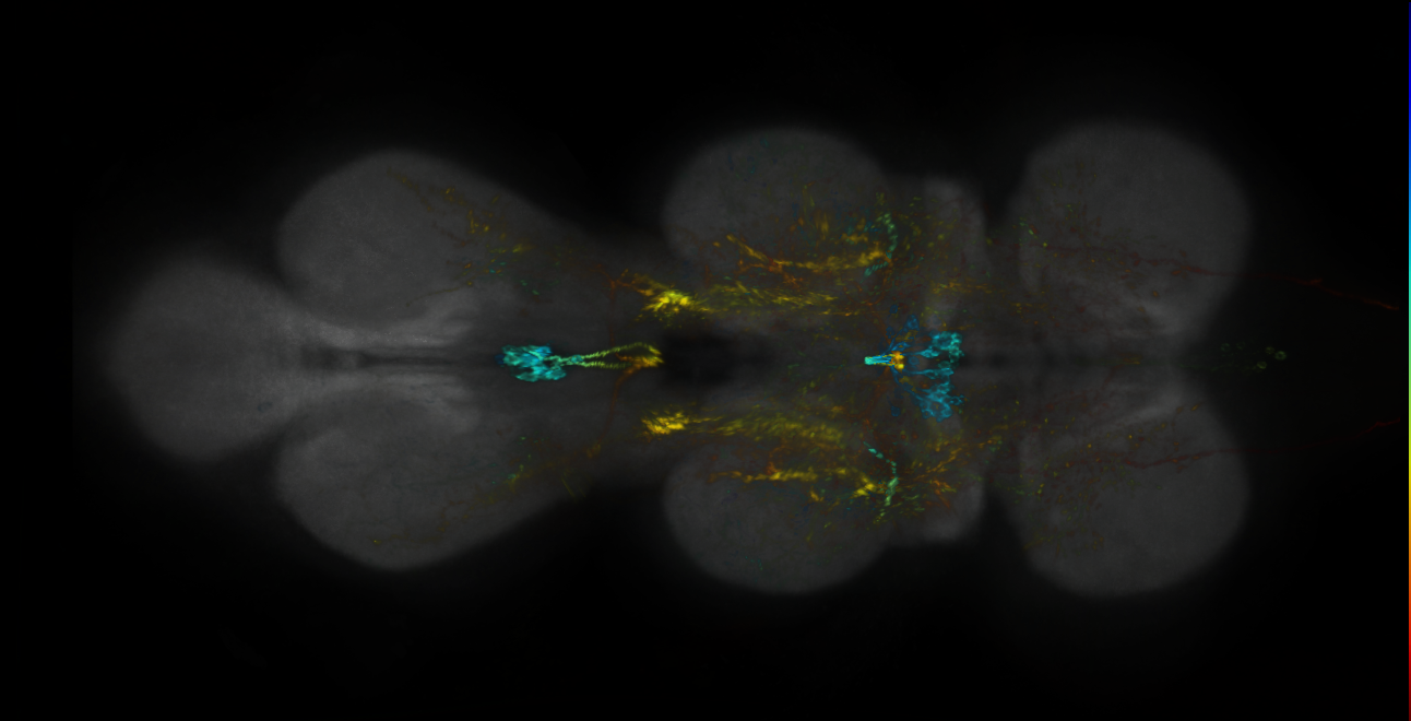 P{GMR50G08-lexA} expression pattern