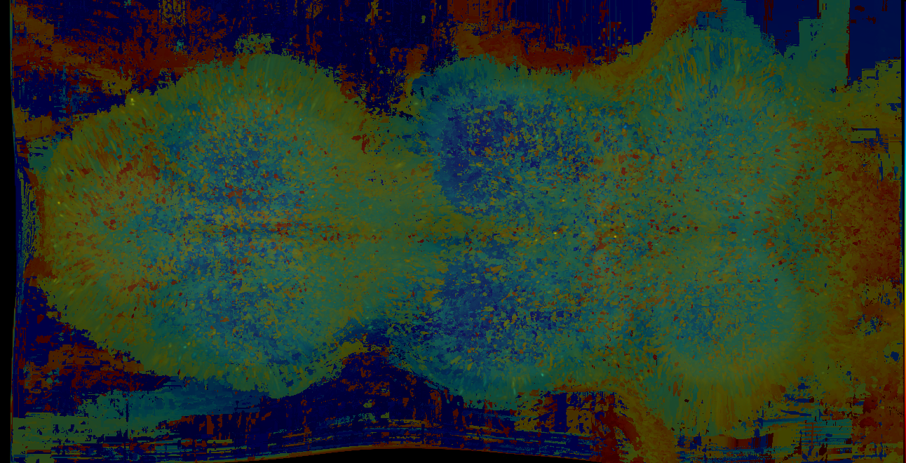 P{GMR50H05-lexA} expression pattern