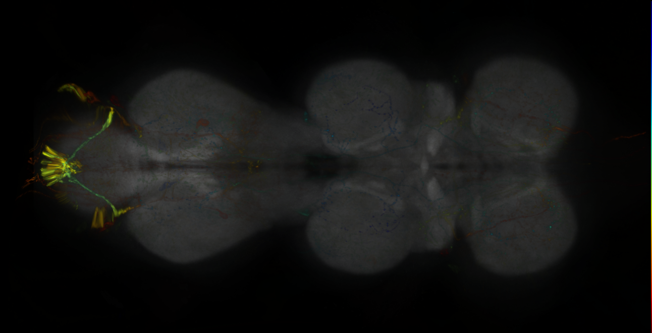 P{GMR52G04-lexA} expression pattern