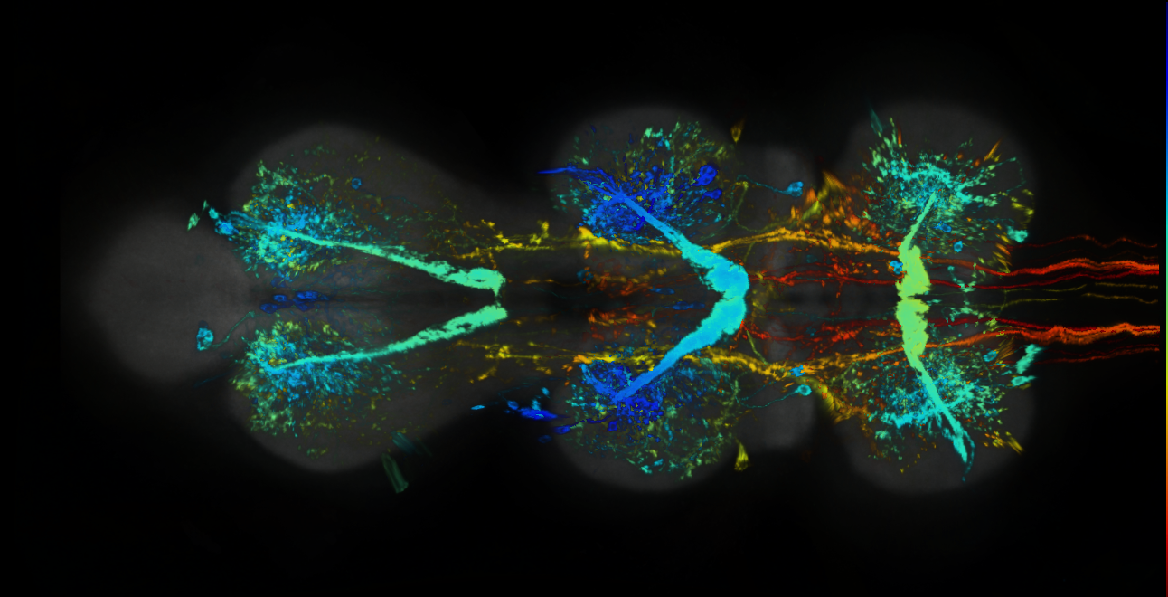 P{GMR52H10-lexA} expression pattern