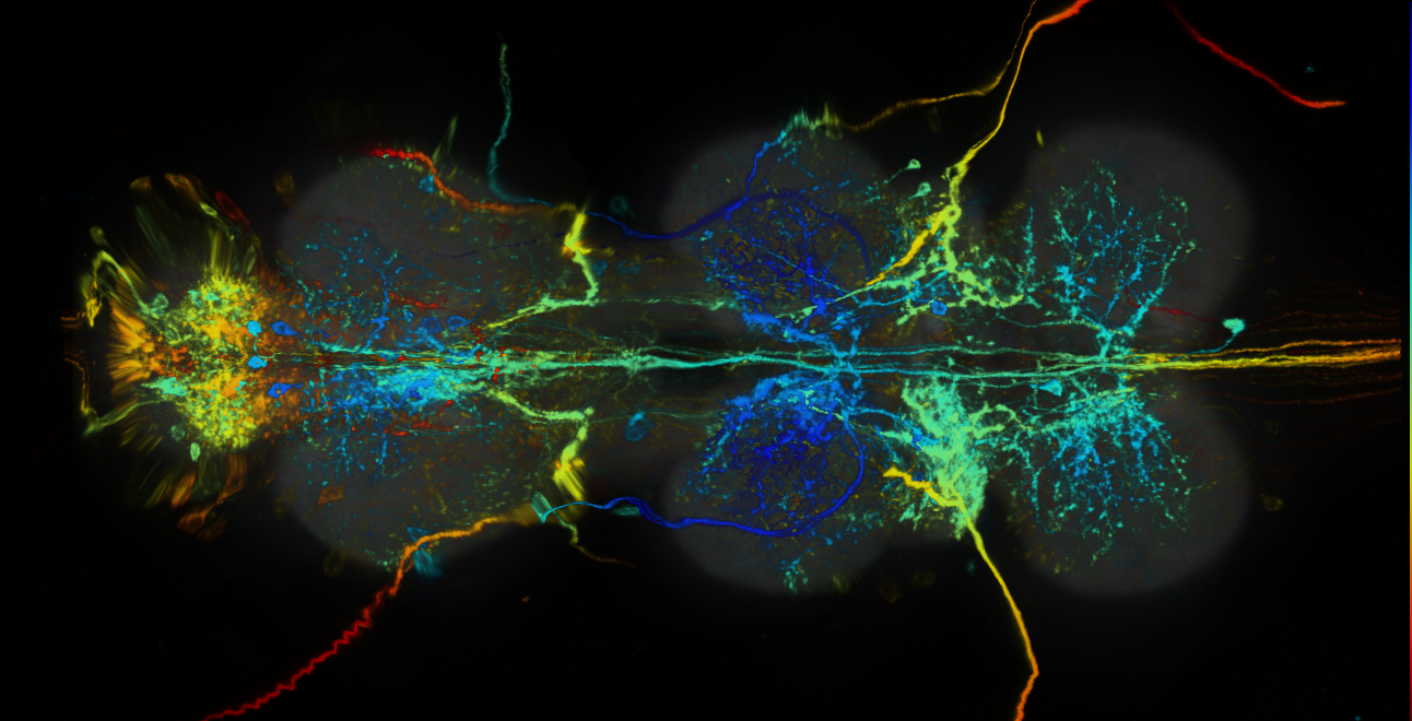 P{GMR53E04-lexA} expression pattern