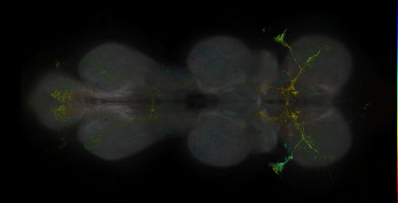 P{GMR54B03-lexA} expression pattern