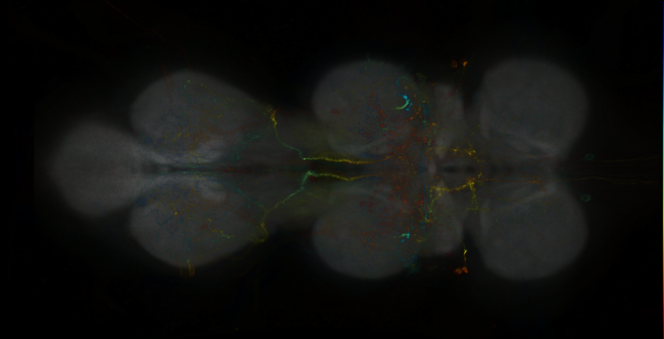 P{GMR54B09-lexA} expression pattern