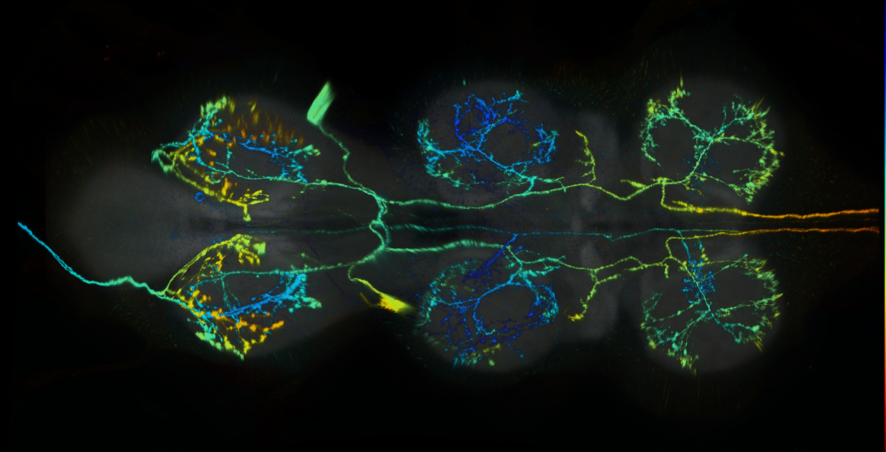 P{GMR54F03-lexA} expression pattern
