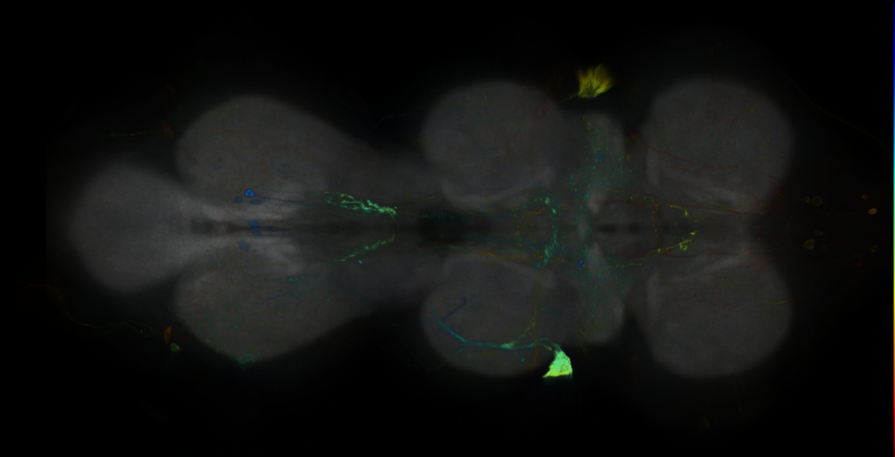 P{GMR55E02-lexA} expression pattern