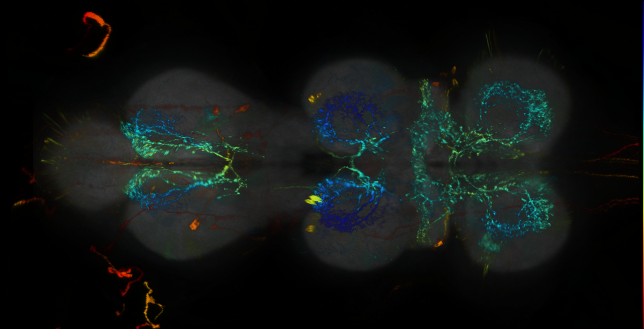 P{GMR56B08-lexA} expression pattern