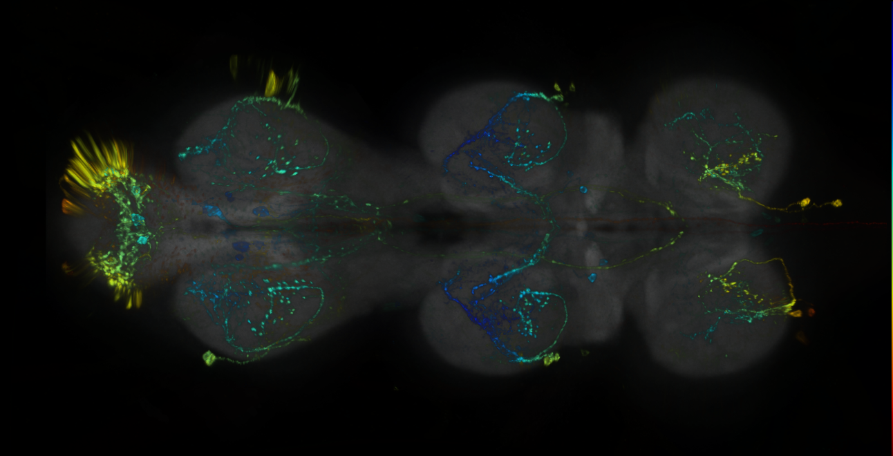 P{GMR61H07-lexA} expression pattern