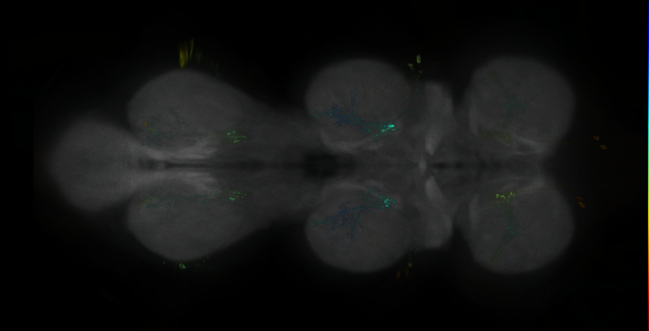P{GMR65C07-lexA} expression pattern