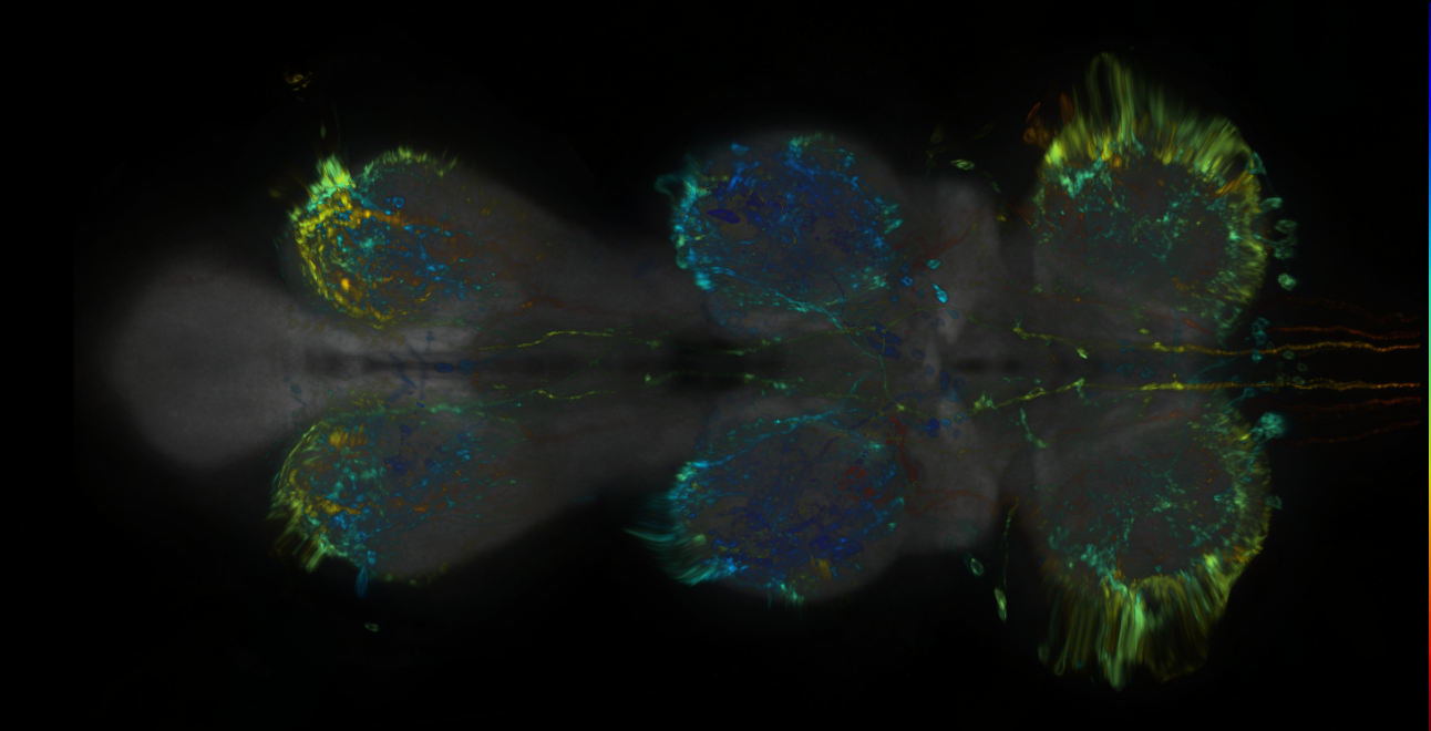 P{GMR68C06-lexA} expression pattern