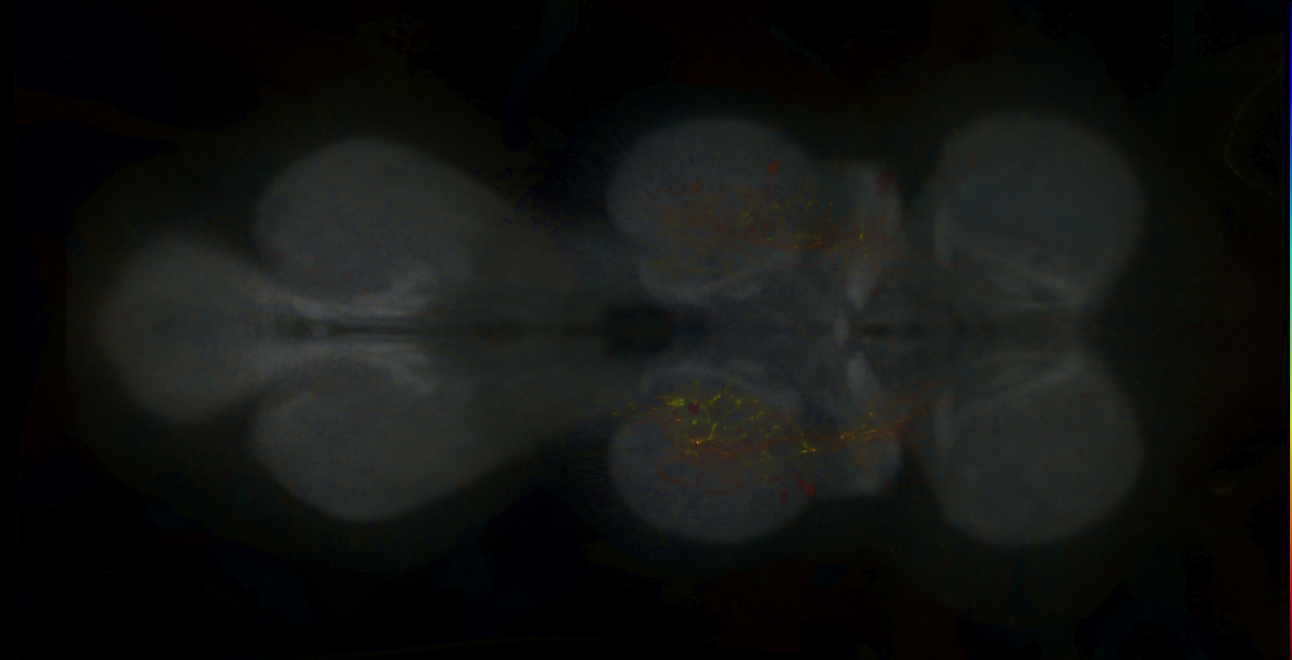 P{GMR68C10-lexA} expression pattern