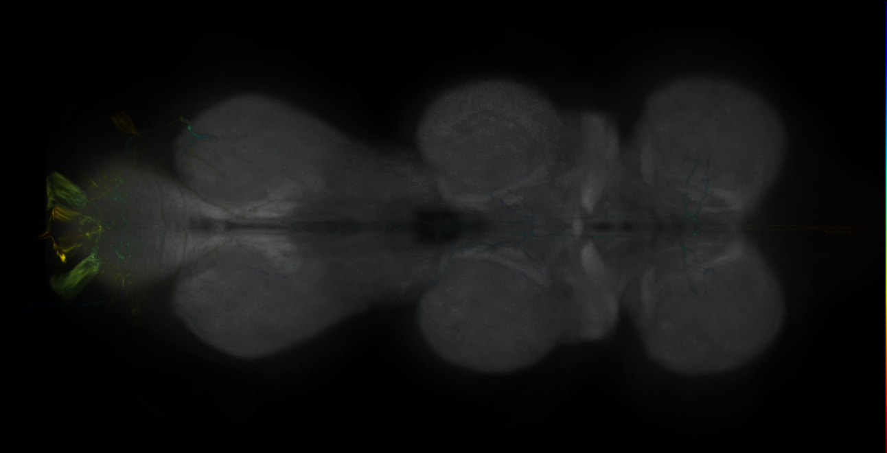 P{GMR70H05-lexA} expression pattern