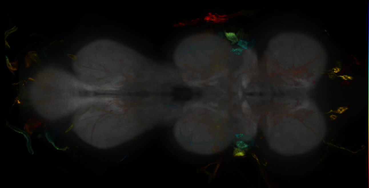P{GMR71D08-lexA} expression pattern